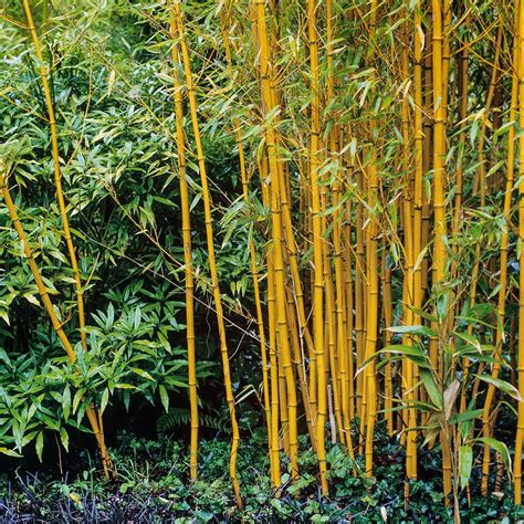 10 Different Types Of Bamboo Better Homes And Gardens