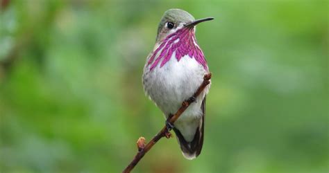 6 Types Of Hummingbirds In Tennessee Sonoma Birding
