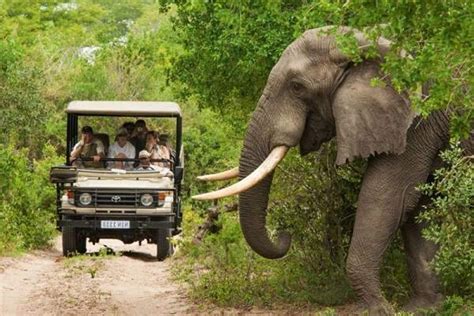 5 Best Luxury Kruger National Park Safaris For Moafrika Outreach Africa