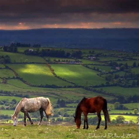 Wild Irish Horses Cou Flickr