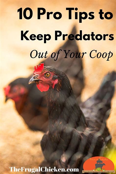 Keep Chickens Safe From Predators Using 10 Expert Tips Podcast