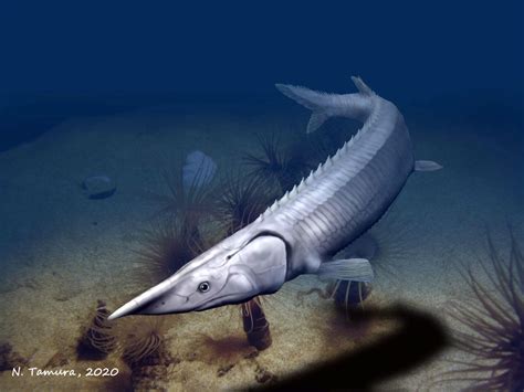 Paleontologists Redescribe Enigmatic Carboniferous Period Fish