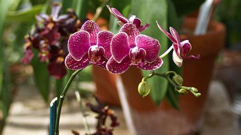 Give it a nice deep drink (and no ice cubes, please) and let it drain. Water Orchids With Ice Cubes For The Perfect Amount Of ...
