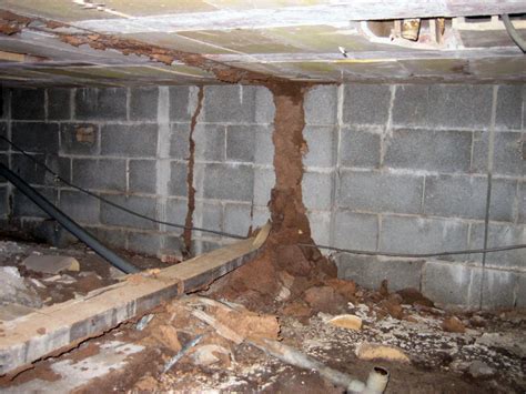 Small termite nest on wall. Why termites love your house and how to prevent an infestation