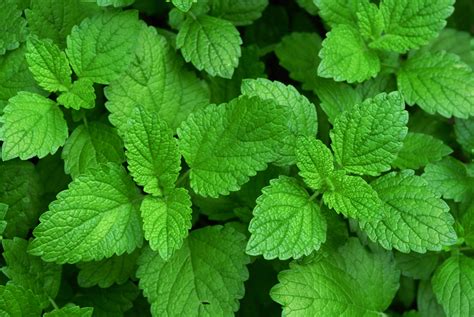 It does very well in a small garden space, or. Best Herbs for Tea