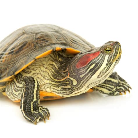 Where To Buy Red Eared Slider Turtles Near Me
