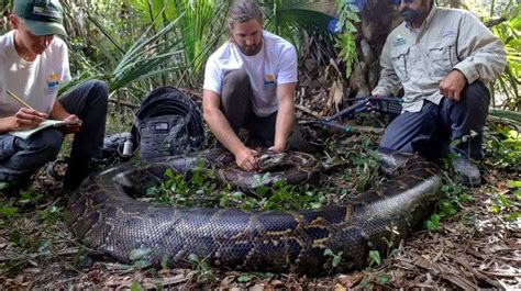 Largest Ever Snake Weighing 98kg And Reaching 18ft Captured With 122