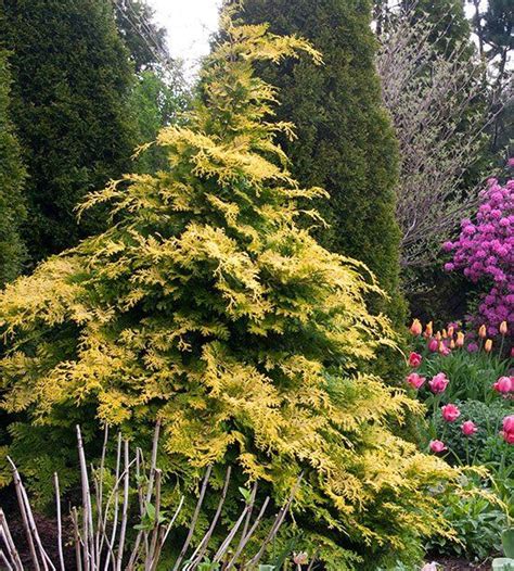 Use Evergreens To Make An Impact In Your Landscape Broadleaf
