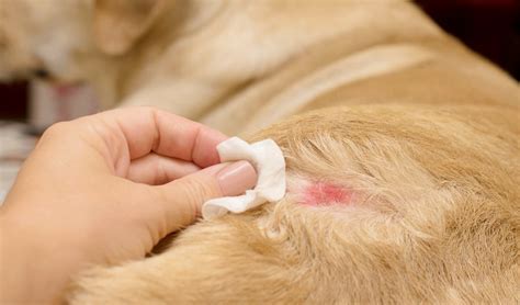4 Best Dog Ringworm Treatment And Home Remedies