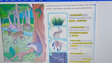 La catena alimentare coinvolge un flusso di energia. L' ECOSISTEMA: IL CICLO DELLA MATERIA E LA CATENA ...