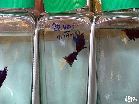 Weintrub, chief of pediatric infectious diseases at the university of california, san francisco. Punishment for Fighting Betta Fish - Fish Care