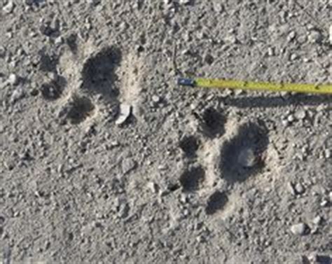 The new t110 is the smallest model in the. Difference Between Bobcat and Coyote Track Track | Mountain Lion Tracks In Mud The coyote track ...