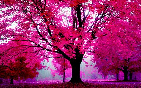 One color which looks good on every device is the pink color as it provides your. Pink Wallpapers for Desktop ·① WallpaperTag
