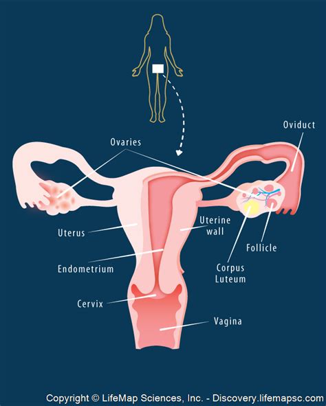 Female Reproductive System Infographic LifeMap Discovery