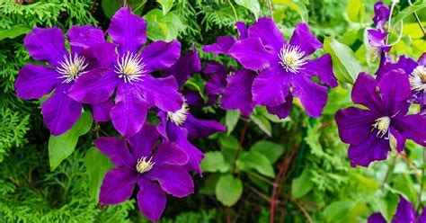15 Flowering Clematis Plants For Shade Uk