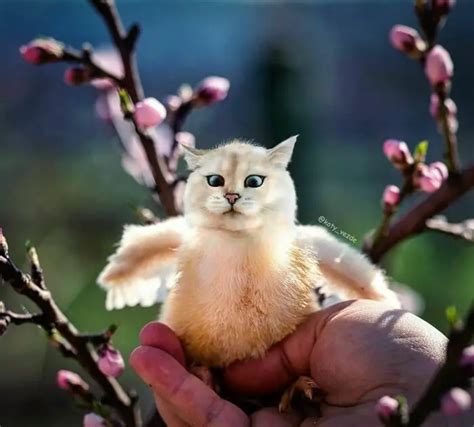Artist Galina Bugaevskaya Brilliantly Photoshops Cat Faces Onto Animals