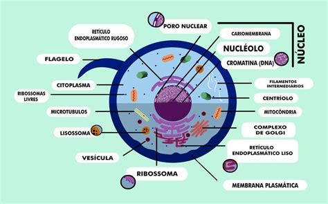 As Celulas Sao Estruturas Conhecidas Como Unidades Estruturais E Funcionais