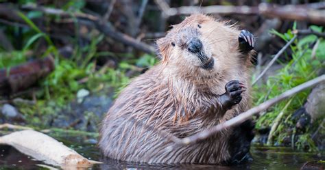 Celebrate International Beaver Day With These Fun Facts The Fur