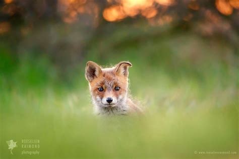 Baby Red Fox In The Grass Roeselien Raimond Nature Photography