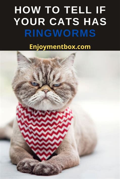 How To Tell If Your Cat Has Ringworm Feline Friend
