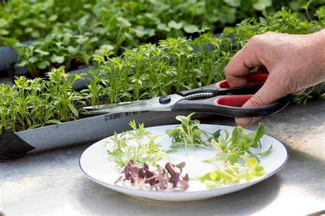 How To Grow Microgreens Bbc Gardeners World Magazine