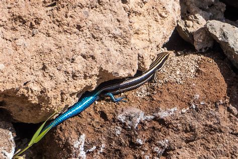 Gran Canaria Skink Amazing Bright Blue Tail Of The Gran Ca Flickr