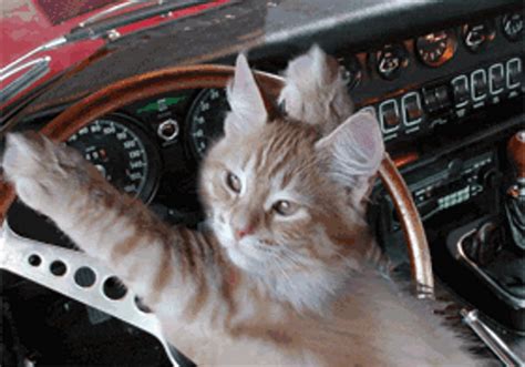 Cat Driving His Girlfriend Gif Gifdb Com My Xxx Hot Girl