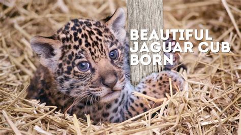 Beautiful Jaguar Cub Born At Paradise Wildlife Park Youtube