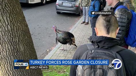 Notoriously Aggressive Turkey In Oakland California Captured By