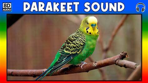 🦜 Parakeet Sound Parakeet Sound Effect Sound Of Parakeet Noise Of