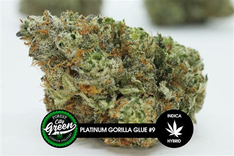 Platinum Gorilla Glue 9 Forest City Green