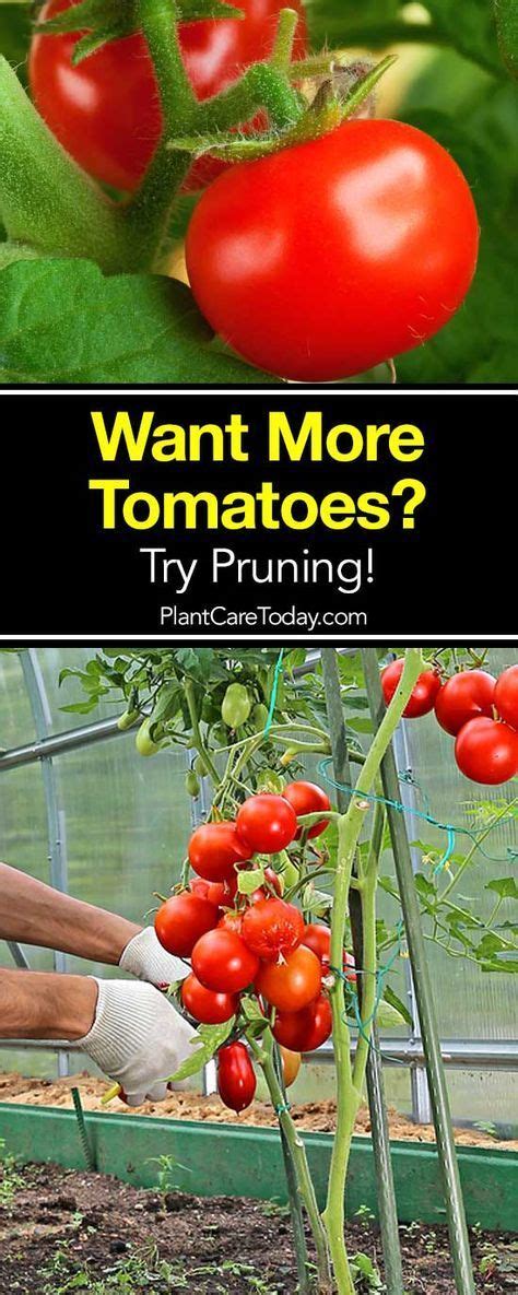 How To Prune Tomatoes For Maximum Yield Pruning Tomato Plants Tomato
