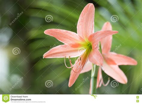 Star Lilies Stock Image Image Of Green Peaceful Nature 72245553