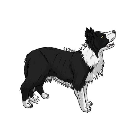 Border Collie By Stormfalconfire Collie Collie Dog Border Collie Humor