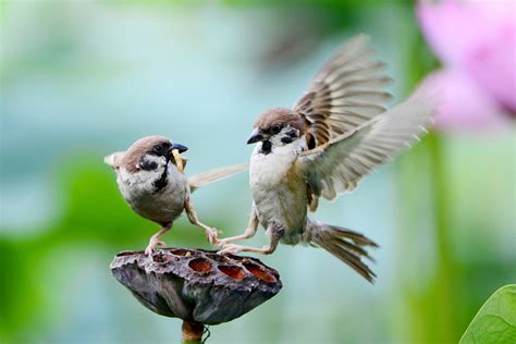 Deshalb fliegen sie im herbst in den süden in wärmere länder, beispielsweise nach afrika. Vögel kennenlernen und besser verstehen | Gartentechnik.de