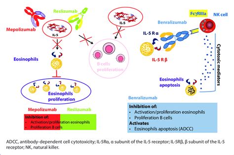 Mechanism Of Action Of Mepolizumab Reslizumab And Benralizumab