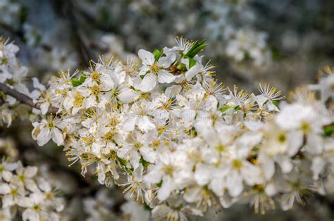 Blooming White Flowers In Early Spring Apple Tree In The Garden In The