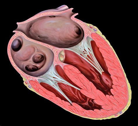 Tricuspid Valve