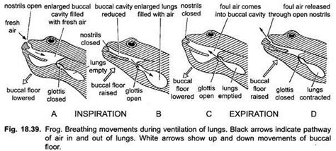 Respiratory System of Frog (With Diagram) | Vertebrates | Chordata