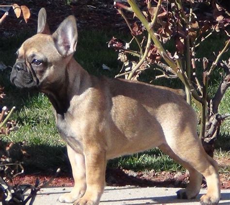 French Bulldog Puppy For Sale In Emmett Idaho Dailypetus