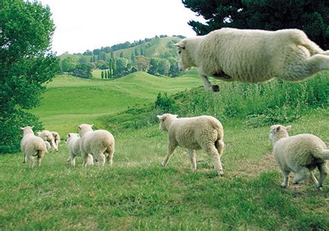 Dec 12, 2019 · ニュージーランドで有名な伝統の焼き菓子パブロバ。観光の際にぜひ味わっていただきたい、特別な日のデザート、パブロバについてjtb現地スタッフがご紹介します。 カメラ目線で微笑む羊のまなざしは 見る者すべてをメロメロに ...
