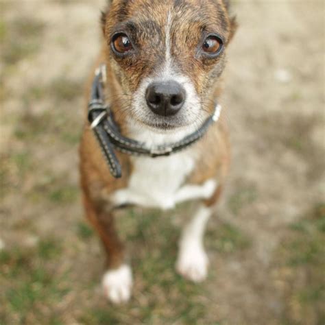 We did not find results for: Chihuahua Dachshund Husky Mix | Dog Breed Information