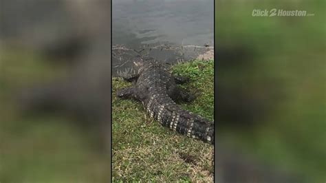 6 Foot Alligator Found In Missouri City Womans Backyard Youtube