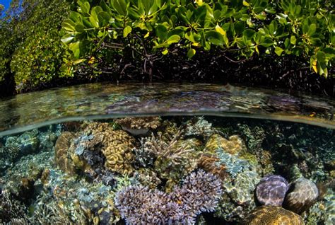 Mangroves And Coral Reefs Provide Critical Protection From Storms