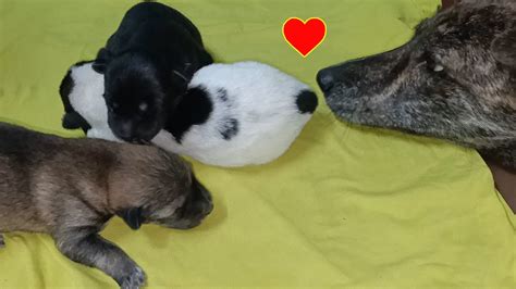Mother Dog Shows Affection To Newborn Puppies With A Kiss Puppies Are