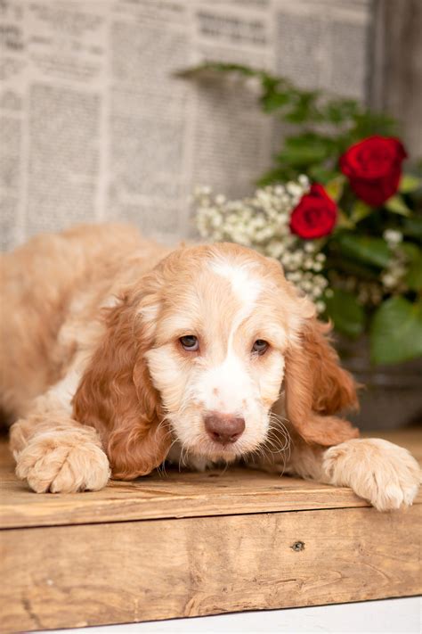 F1 Apricot Cockapoo Pups Kellys Kennels