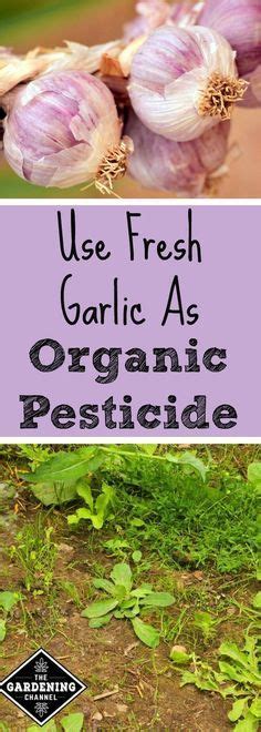 10 Natural Pesticides For Your Garden You Just Have To Try Natural