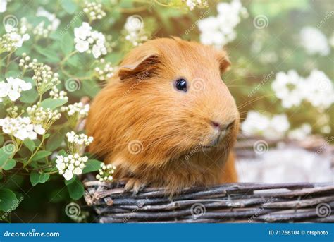 Red Guinea Pig Outdoors In Summer Stock Photo Image Of Portrait