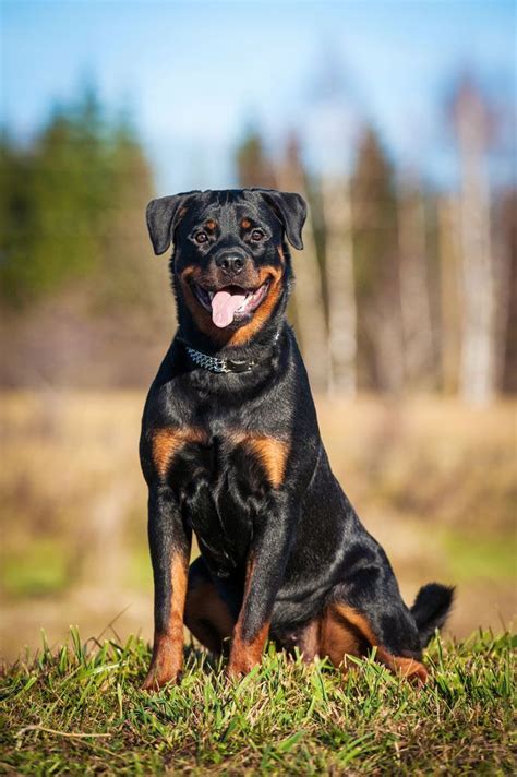 This Dog Is Waiting For You To Take It For A Walk Rottweiler Funny