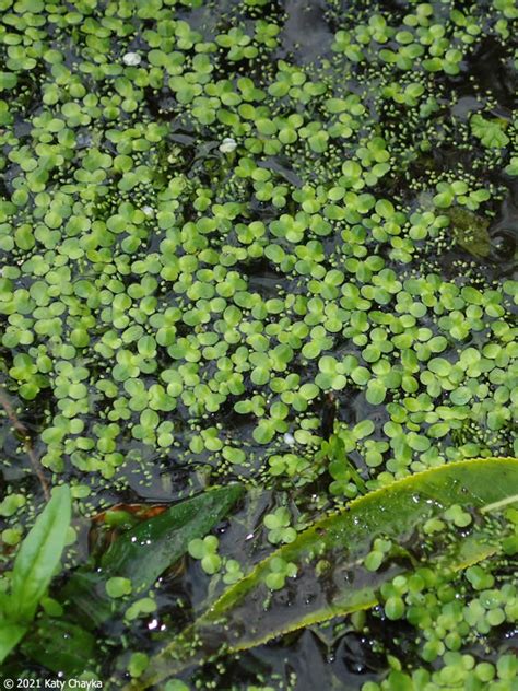 Lemna Turionifera Turion Duckweed Minnesota Wildflowers